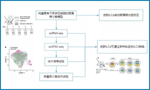 免疫研究 | 银屑病皮肤驻留的先天淋巴细胞向致病效应状态转变