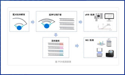 Olink 蛋白组技术在寻找疾病蛋白质标志物中的应用