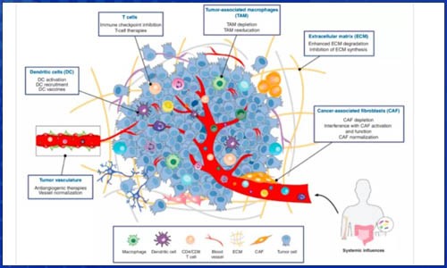 免疫研究 | 单细胞测序技术在癌症免疫治疗领域研究综述