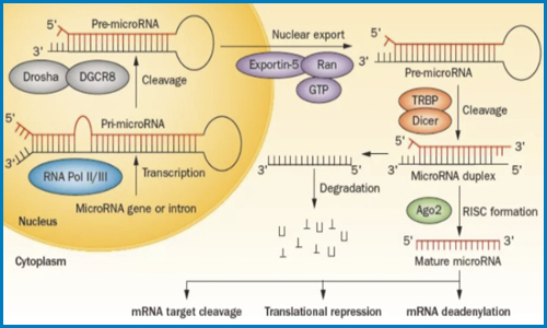 非编码 RNA| 转录组学的非正规军