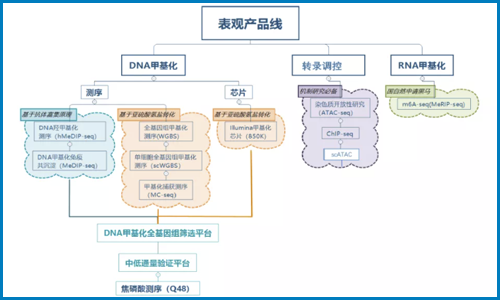甲基化│皮肤病研究思路分享