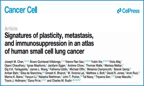 Cancer Cell | 基于小细胞肺癌单细胞图谱，鉴定与转移、免疫抑制及预后相关的细胞亚群