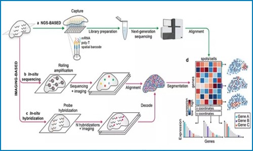 Nature 综述 | 利用空间转录组技术探索组织结构