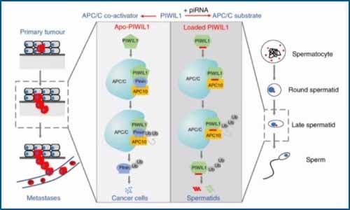 小 RNA 研究 | 冉冉升起的新星—piRNA