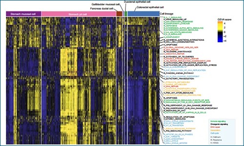 scRNA-seq 揭示转移性胃腺癌异质性及预后特征