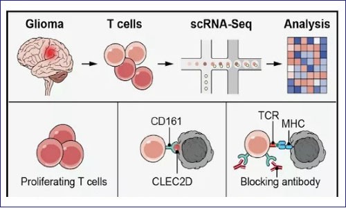 单细胞分析发现肿瘤新型免疫检查点 --CD161