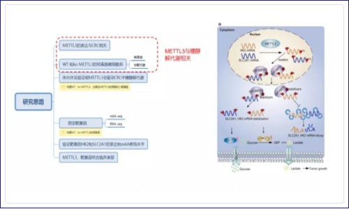 RNA 甲基化修饰联合转录组揭示 m6A 参与结直肠癌进展