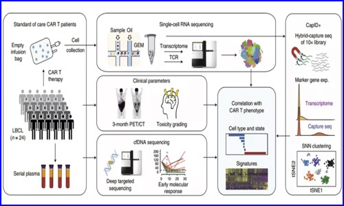 单细胞测序 | 揭示 CAR- T 细胞治疗大 B 细胞淋巴瘤患者的特征