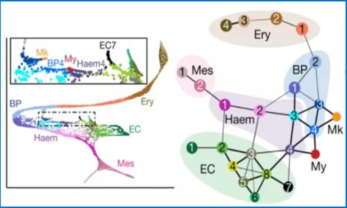 单细胞测序 | 单细胞测序描述小鼠原肠胚形成和发育的轨迹