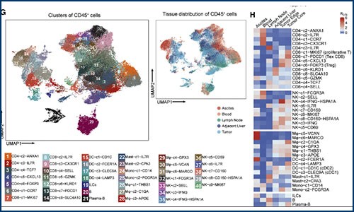 免疫研究 | 单细胞测序揭示肝癌免疫微环境的动态特征