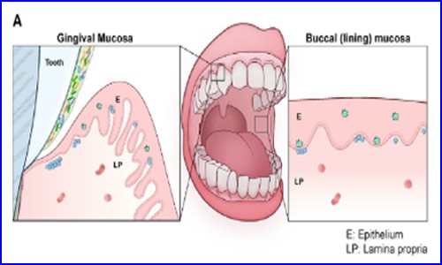 文献解读 | 单细胞测序揭示口腔黏膜单细胞图谱及牙周炎发病机制