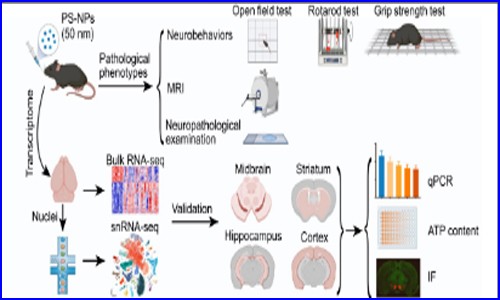 项目文章 | 金沙9001cc以诚为本单细胞核测序助力发现纳米塑料诱发帕金森样神经退行性病变