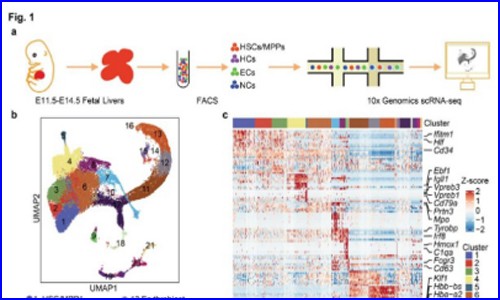 文献解读 | 胎儿肝脏中 HSC/MPPs 扩增单元的时空转录谱鉴定