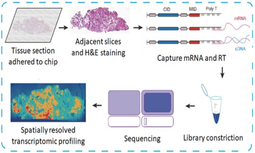 项目文章 | 空间转录组组织制备的临床挑战