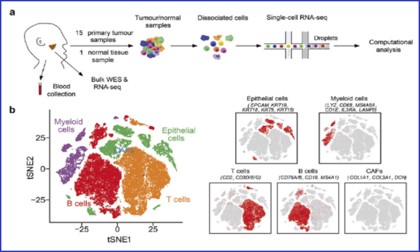 文献解读 | 单细胞转录组学揭示与鼻咽癌预后相关的免疫细胞多样性和免疫亚群的潜在调控因子