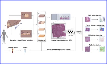 文献解读 | 空间多组学揭示原发性肝癌空间异质性图谱