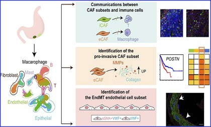 文献解读 | 单细胞 RNA 测序揭示癌症相关成纤维细胞在胃癌肿瘤微环境中的特征