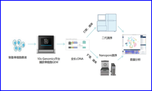 金沙9001cc以诚为本联合及智医学推出 | 基于单细胞全长转录本测序的全新临床转化应用探索