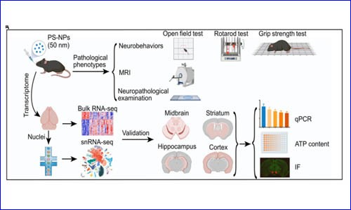 项目文章 | 金沙9001cc以诚为本单细胞核测序助力发现纳米塑料诱发帕金森样神经退行性病变