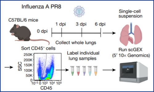 文献解读 | 旺盛的成纤维细胞通过激活 ADAMTS4 损害肺功能