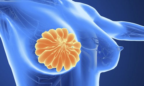 项目文章 | 单细胞 RNA 测序揭示复方苦参注射液通过调节乳腺癌肿瘤微环境协同提升化疗疗效