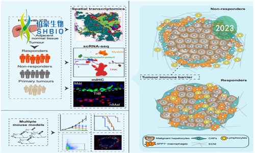 文献解读 | 肝癌微环境中肿瘤免疫屏障决定了免疫治疗的效果