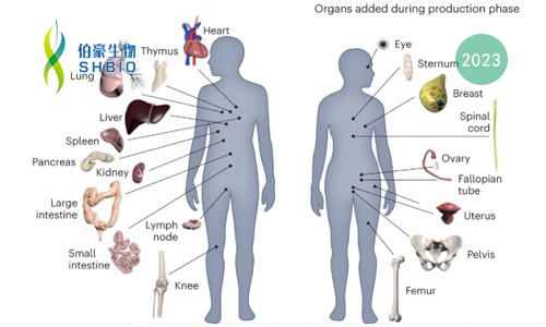 同日 9 篇！人类生物分子图谱计划（HuBMAP）里程碑登 Nature 封面，肠道、肾脏和胎盘空间分辨细胞图谱发布