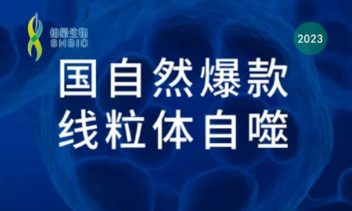 国自然爆款 | 一文吃透线粒体自噬机制和研究思路，赶紧收藏！