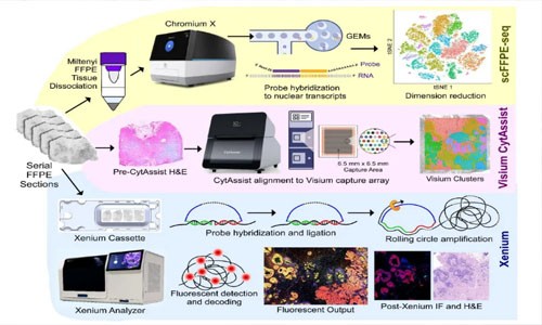 搭乘技术红利专列，解锁 FFPE 单细胞转录奥秘