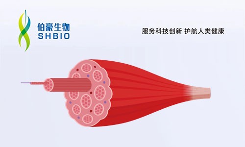 文献解读 | 单细胞核图谱识别骨骼肌老化、脆弱和衰老的细胞特异性标记物