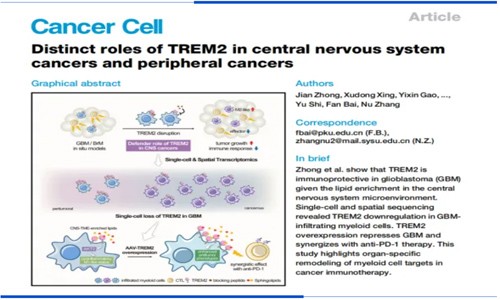 项目文章 |Cancer Cell-TREM2 在中枢神经系统癌症和外周肿瘤中的独特作用