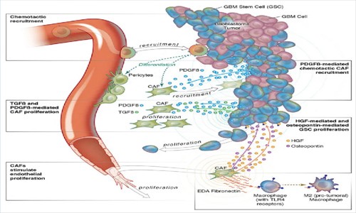 单细胞 RNA 测序和空间转录组学揭示胶质母细胞瘤中具有促肿瘤作用的癌症相关成纤维细胞