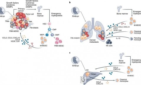 Nature 临床研究 |Olink 助力非小细胞肺癌联合免疫治疗策略开发