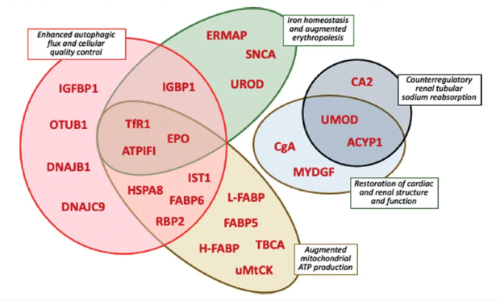 EMPEROR 临床大队列 |Olink Explore 蛋白组学升级揭秘恩格列净治疗心力衰竭新机制