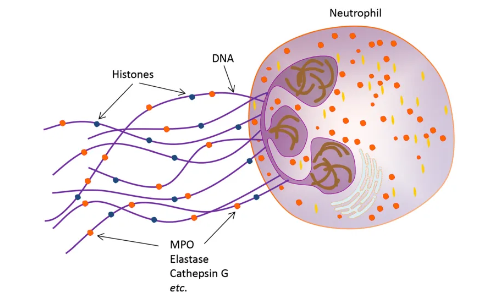 2025 国自然热点 | 中性粒细胞胞外诱捕网（NETs) 该如何研究