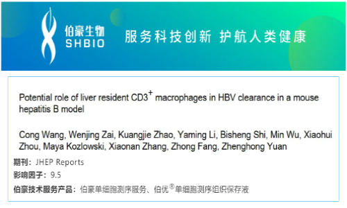 项目文章 | 肝脏驻留的 CD3 + 巨噬细胞在小鼠乙型肝炎模型中 HBV 清除的潜在作用