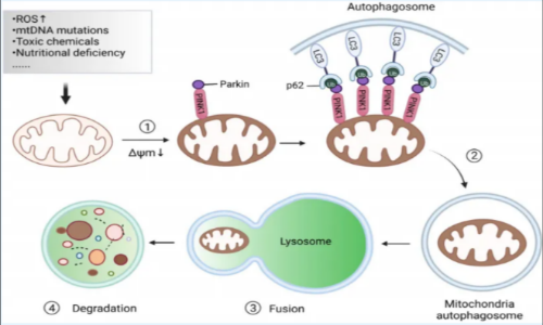 线粒体自噬机制和研究思路