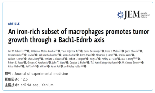 单细胞空间原位检测技术 | 富含铁的巨噬细胞亚群通过 Bach1-Ednrb 轴促进肿瘤生长