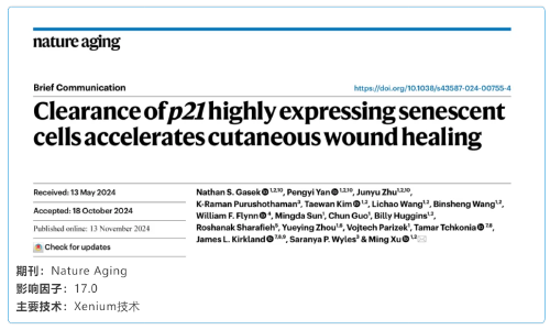 单细胞空间原位检测技术 | 清除高表达 p21 基因的衰老细胞加速皮肤伤口愈合