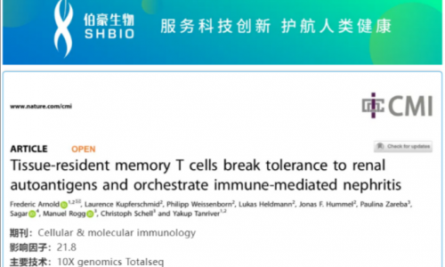 文献解读 | 组织驻留记忆 T 细胞参与免疫介导的肾炎