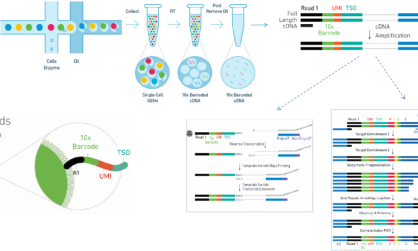 GEM- X 引领单细胞 RNA-seq 技术创新