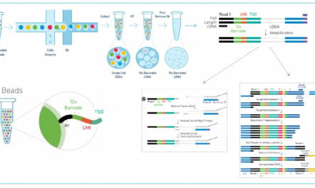GEM- X 引领单细胞 RNA-seq 技术创新