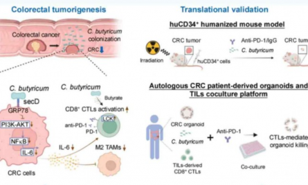 2025 顶刊文献速递 | 单细胞转录组系列（8 月）