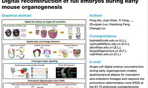 文献解读 | Stereo-seq 数字重构小鼠胚胎早期器官发生