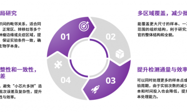 大尺寸 + 高精度双引擎！时空转录组大尺寸芯片如何掀起科研效率革命？