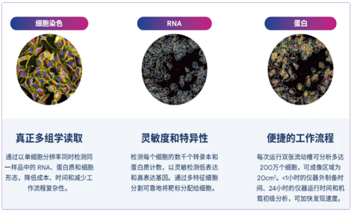 5D 原位多组学 AVITI24 靶向 panel—肿瘤免疫
