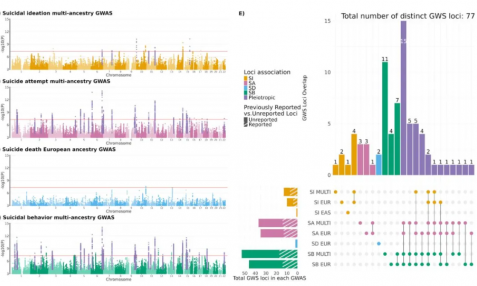 77 个自杀相关遗传位点被发现！迄今最大规模多祖先 GWAS 揭示自杀行为遗传基础及生物学机制