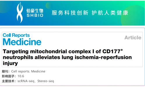 文献解读 | 靶向 CD177+ 中性粒细胞的线粒体复合物 I 可缓解肺缺血再灌注损伤