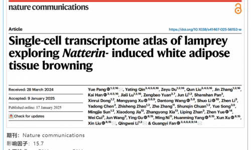 文献解读 | 七鳃鳗单细胞转录组图谱揭示 Natterin 诱导白色脂肪组织的褐变