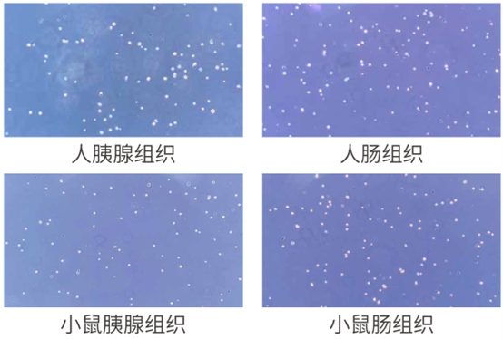 细胞悬液镜检图